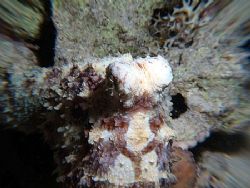 One of my first attempts at "zooming". Octopus taken at R... by Nikki Van Veelen 